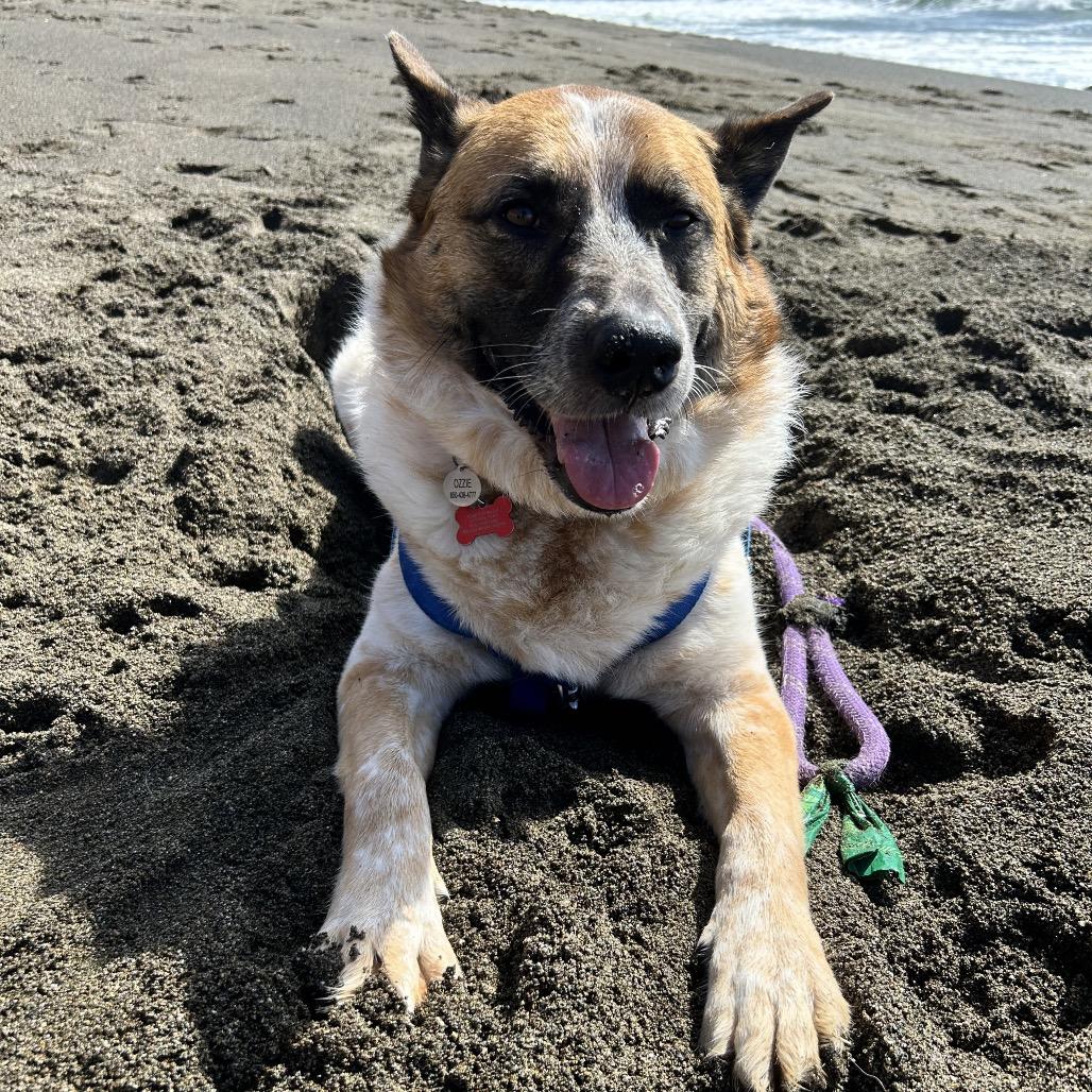 Enlarge Ozzie, a Adoptable Cattle Dog in Vallejo, CA image 3/6