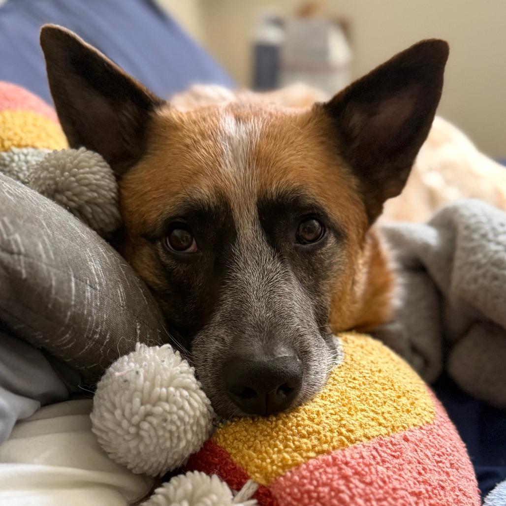 Enlarge Ozzie, a Adoptable Cattle Dog in Vallejo, CA image 4/6