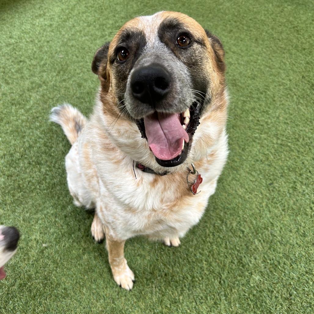 Enlarge Ozzie, a Adoptable Cattle Dog in Vallejo, CA image 5/6
