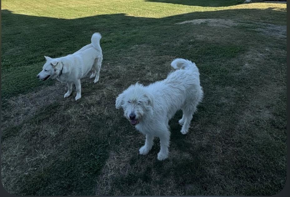 Keeba, Adoptable, Senior Male Siberian Husky & Golden Retriever.