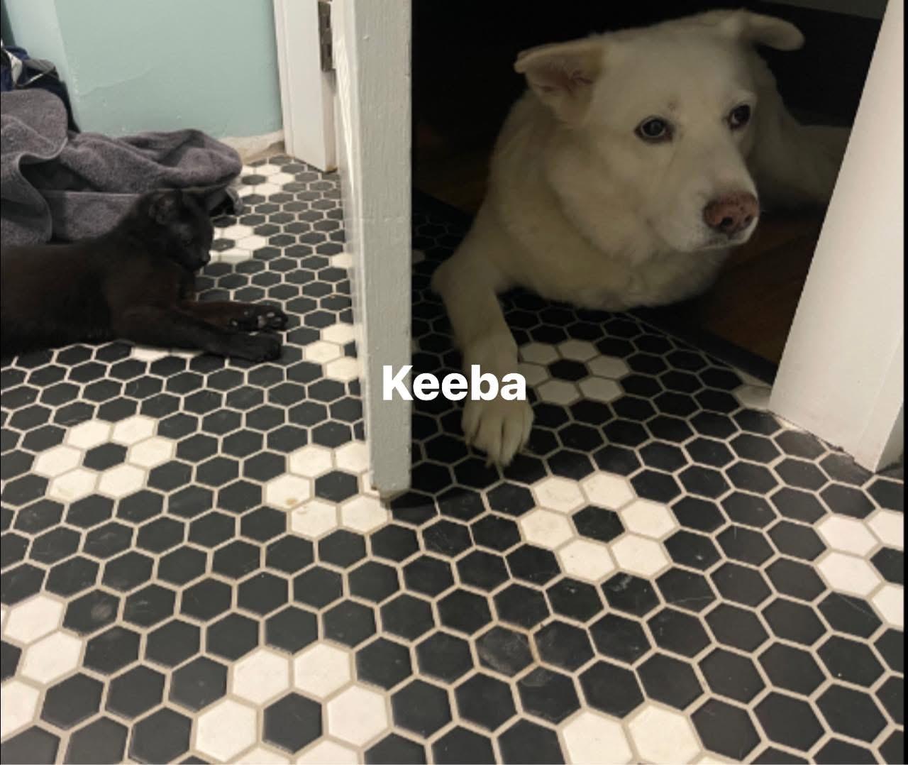 Enlarge Keeba, a Adoptable mixed breed in Plain City, OH image 2/4