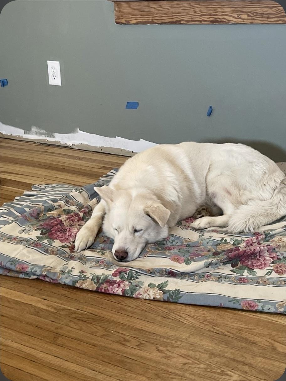 Enlarge Keeba, a Adoptable mixed breed in Plain City, OH image 3/4