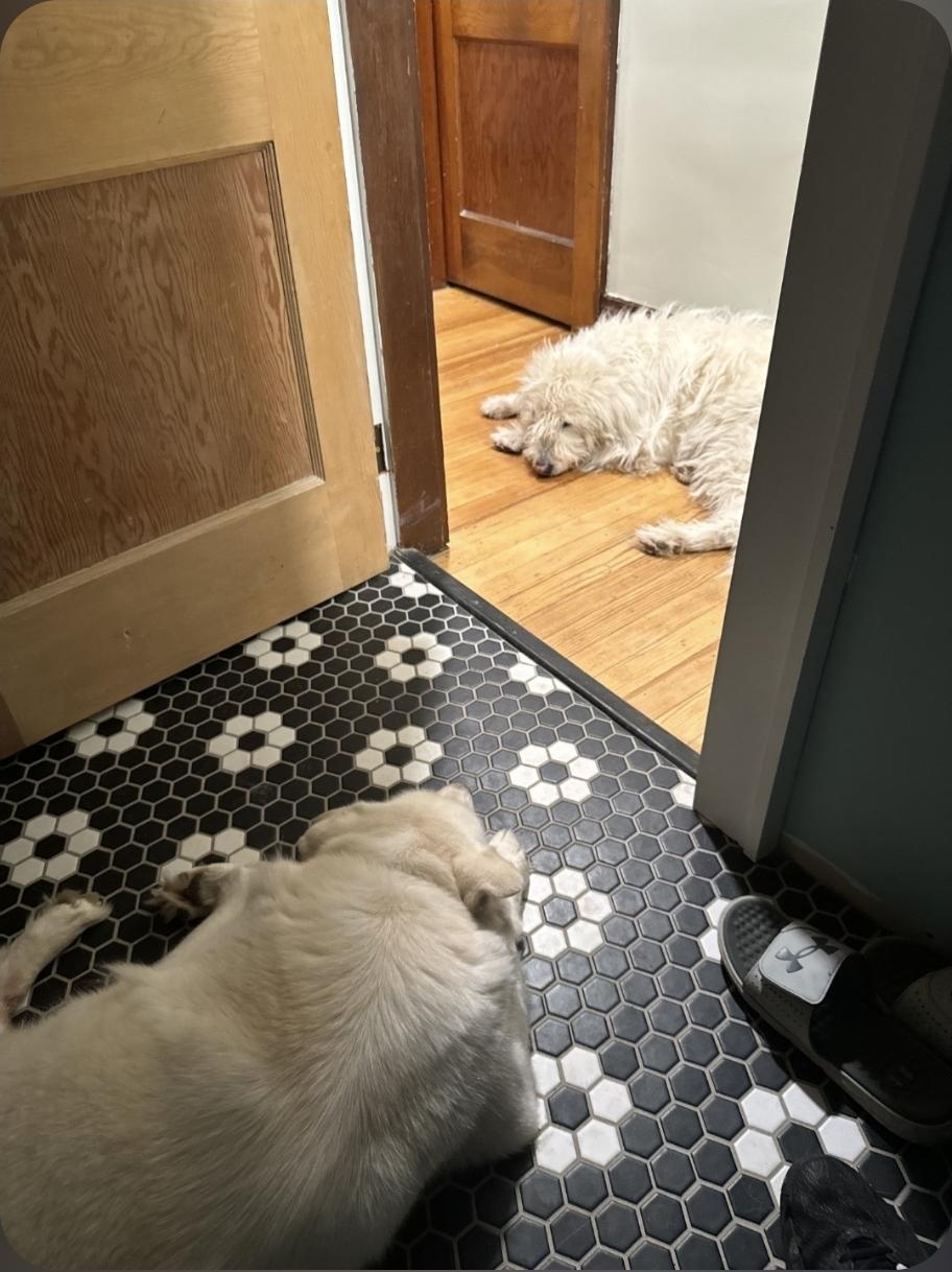 Enlarge Keeba, a Adoptable mixed breed in Plain City, OH image 4/4