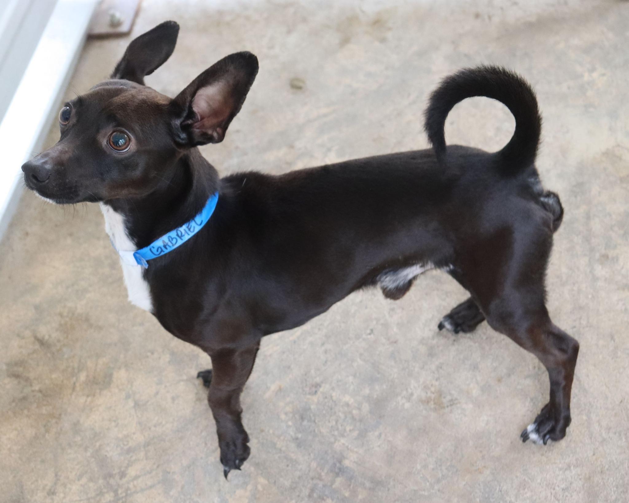 Enlarge GABRIEL , an adopted mixed breed in Fresno, CA image 5/5