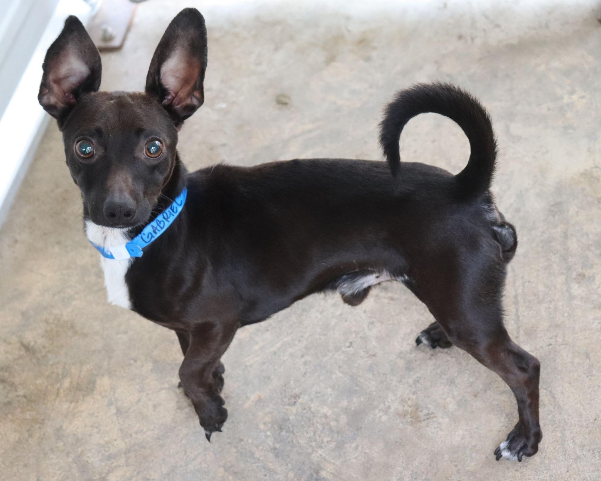 Enlarge GABRIEL , an adopted mixed breed in Fresno, CA image 1/5