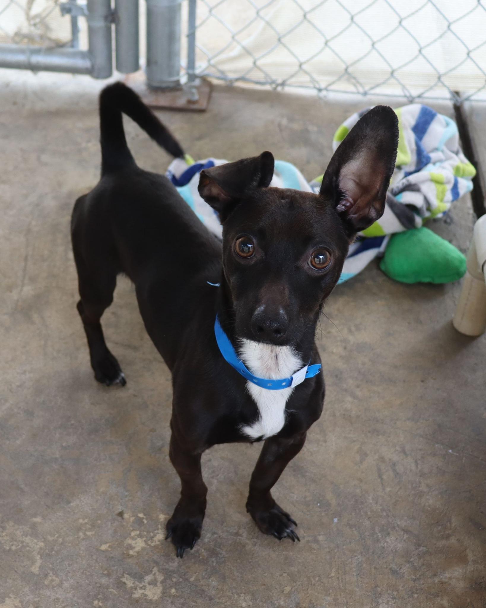 Enlarge GABRIEL , an adopted mixed breed in Fresno, CA image 4/5