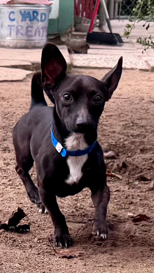 Enlarge GABRIEL , an adopted mixed breed in Fresno, CA image 2/5