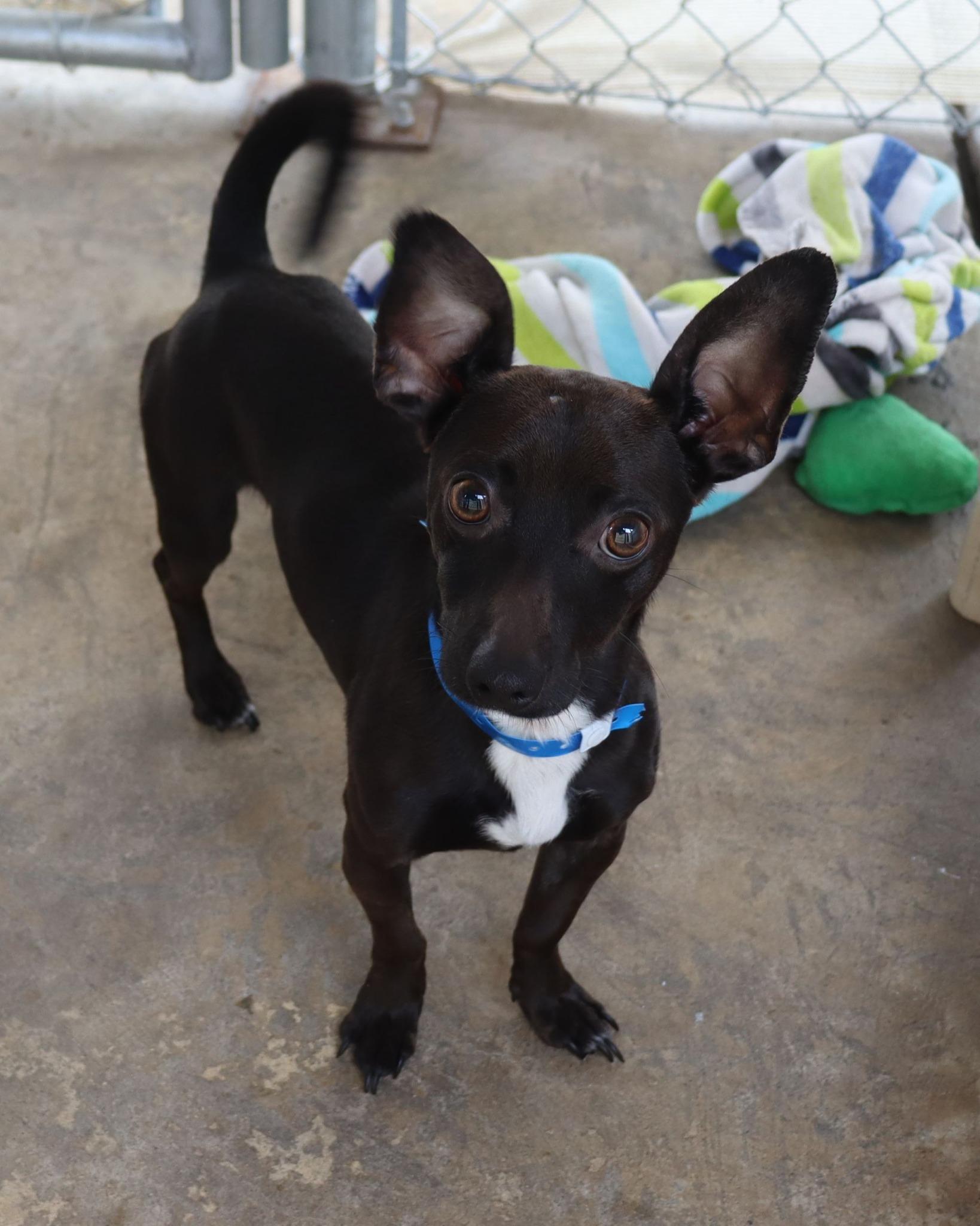 Enlarge GABRIEL , an adopted mixed breed in Fresno, CA image 3/5