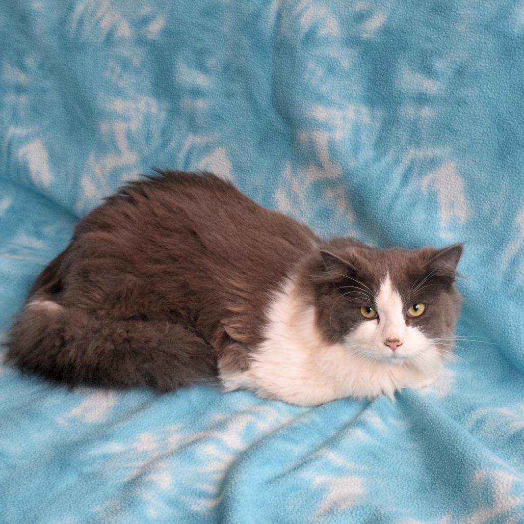 Diego, Adoptable, Young Male Domestic Long Hair.