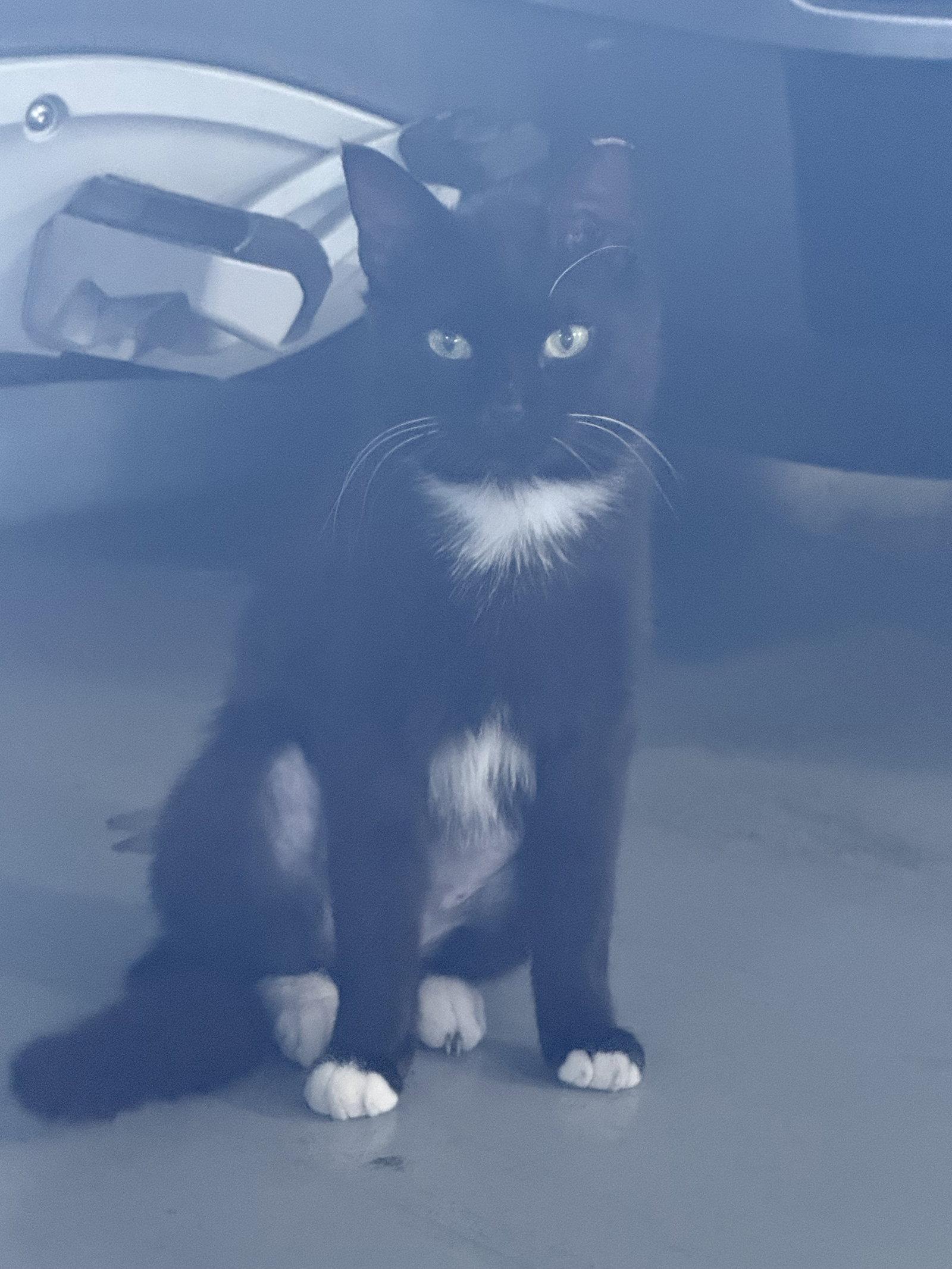Enlarge Booties, a Adoptable Domestic Short Hair in Naples, FL image 2/2