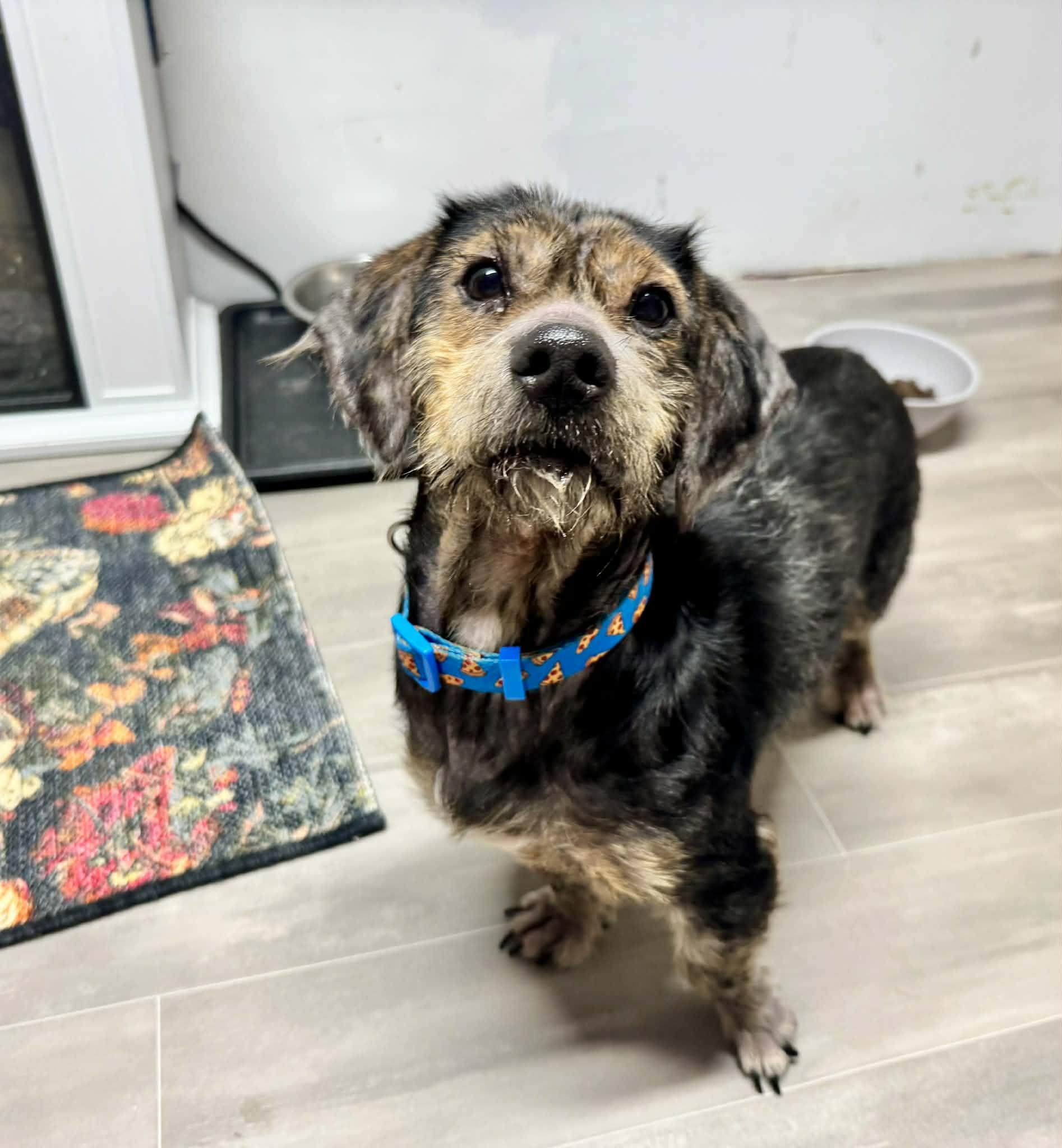 Bear, a ADOPTABLE mixed breed in Wurtsboro, NY image 3/3