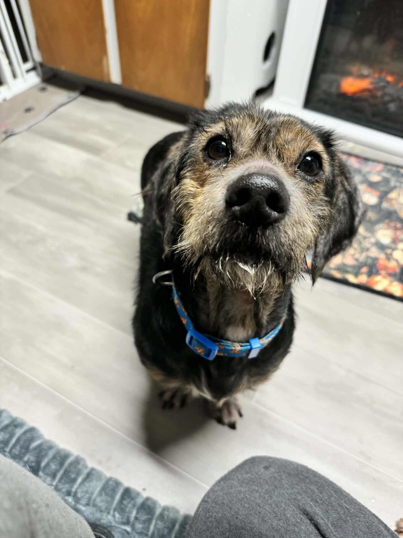 Bear, a ADOPTABLE mixed breed in Wurtsboro, NY image 2/3