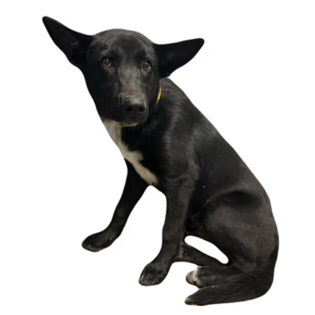 Migi, Adoptable, Young Male Border Collie & German Shepherd Dog.