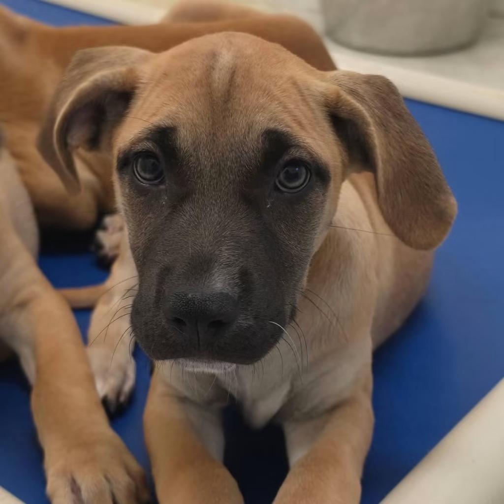 Enlarge Marron Chiaro, a Adoptable mixed breed in Fort Lupton, CO image 1/3