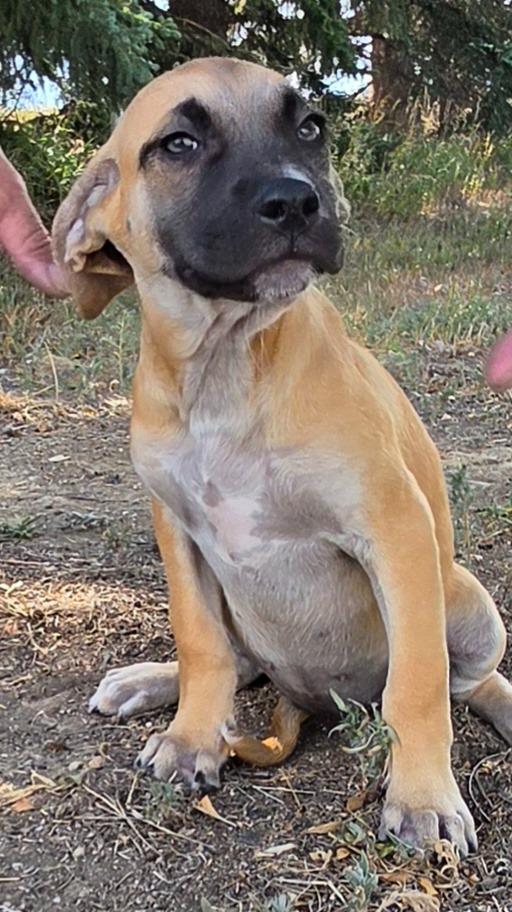 Enlarge Marron Chiaro, a Adoptable mixed breed in Fort Lupton, CO image 2/3