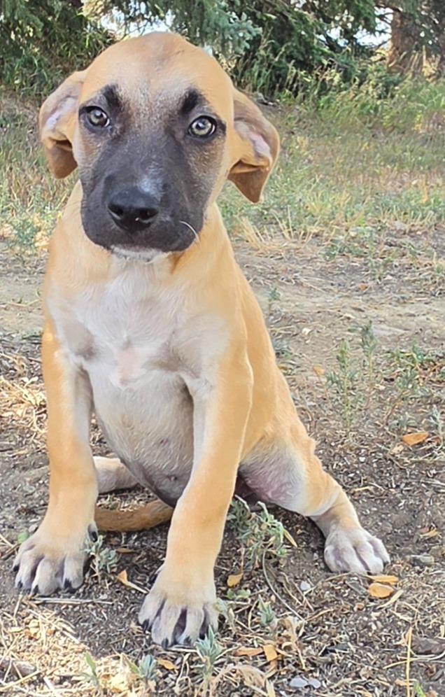 Enlarge Marron Chiaro, a Adoptable mixed breed in Fort Lupton, CO image 3/3