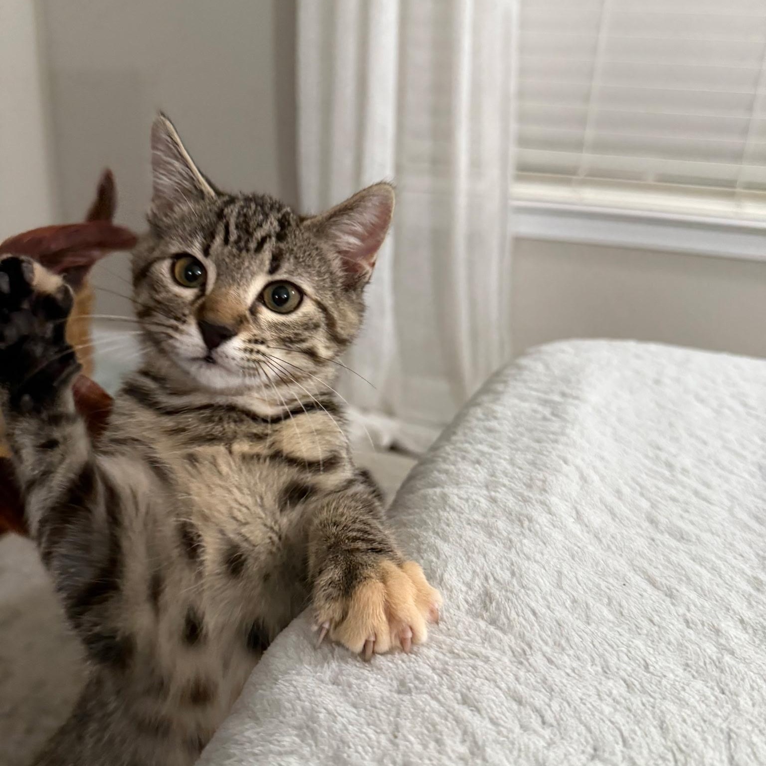 Artemis