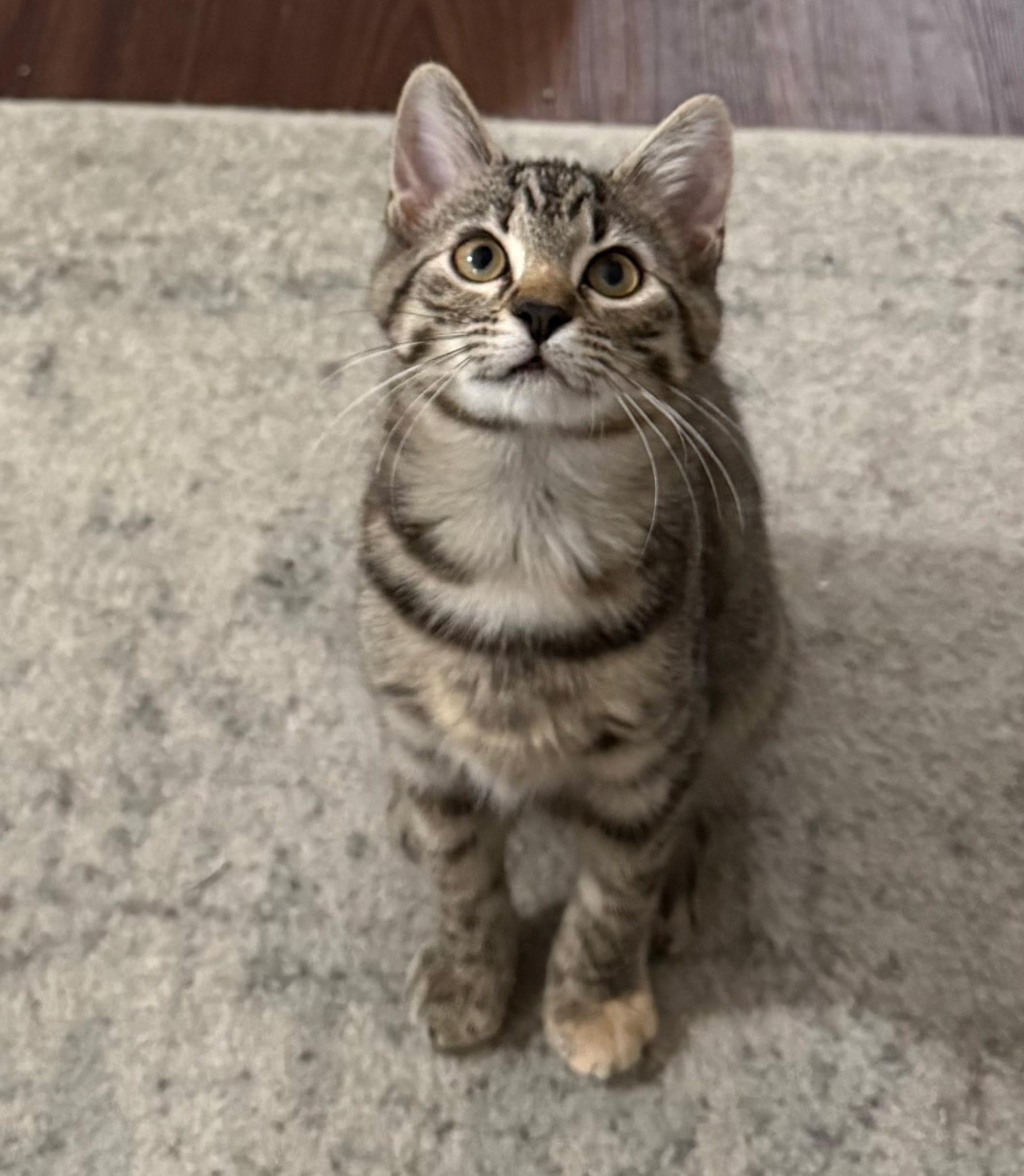 Artemis