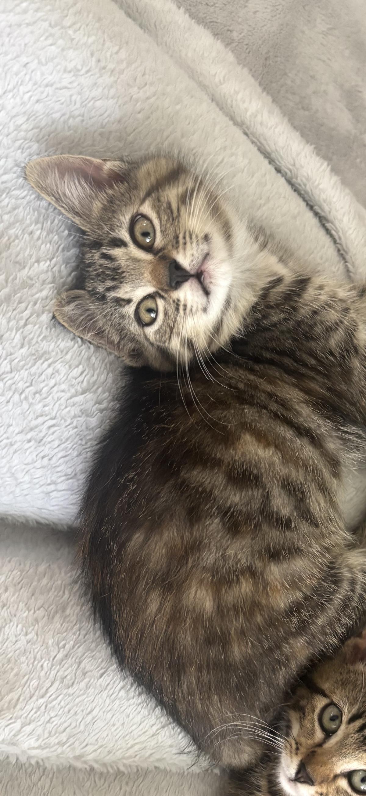 Artemis