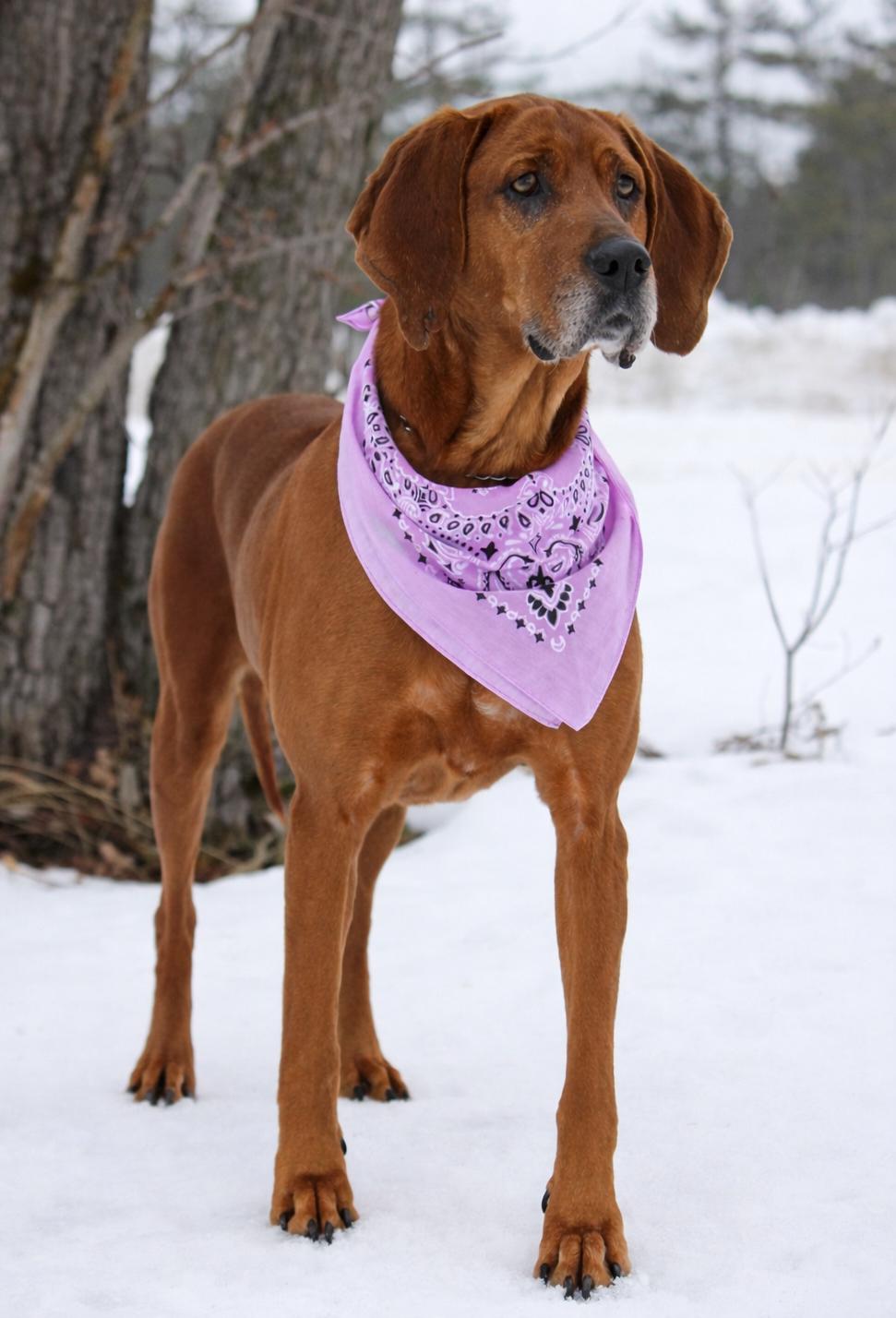 Enlarge Miss Ruby Red, a ADOPTABLE Redbone Coonhound in Cheboygan, MI image 3/6