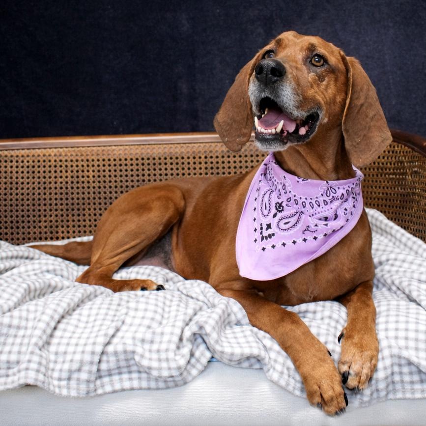 Enlarge Miss Ruby Red, a ADOPTABLE Redbone Coonhound in Cheboygan, MI image 1/6