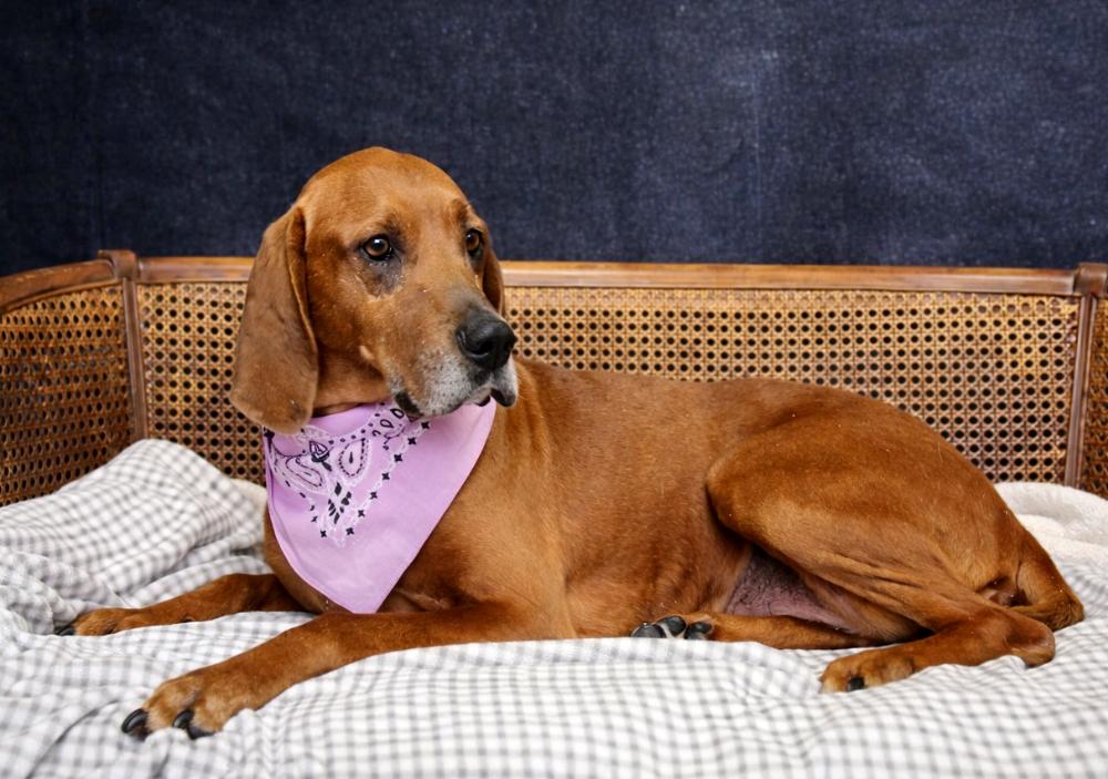 Enlarge Miss Ruby Red, a ADOPTABLE Redbone Coonhound in Cheboygan, MI image 2/6