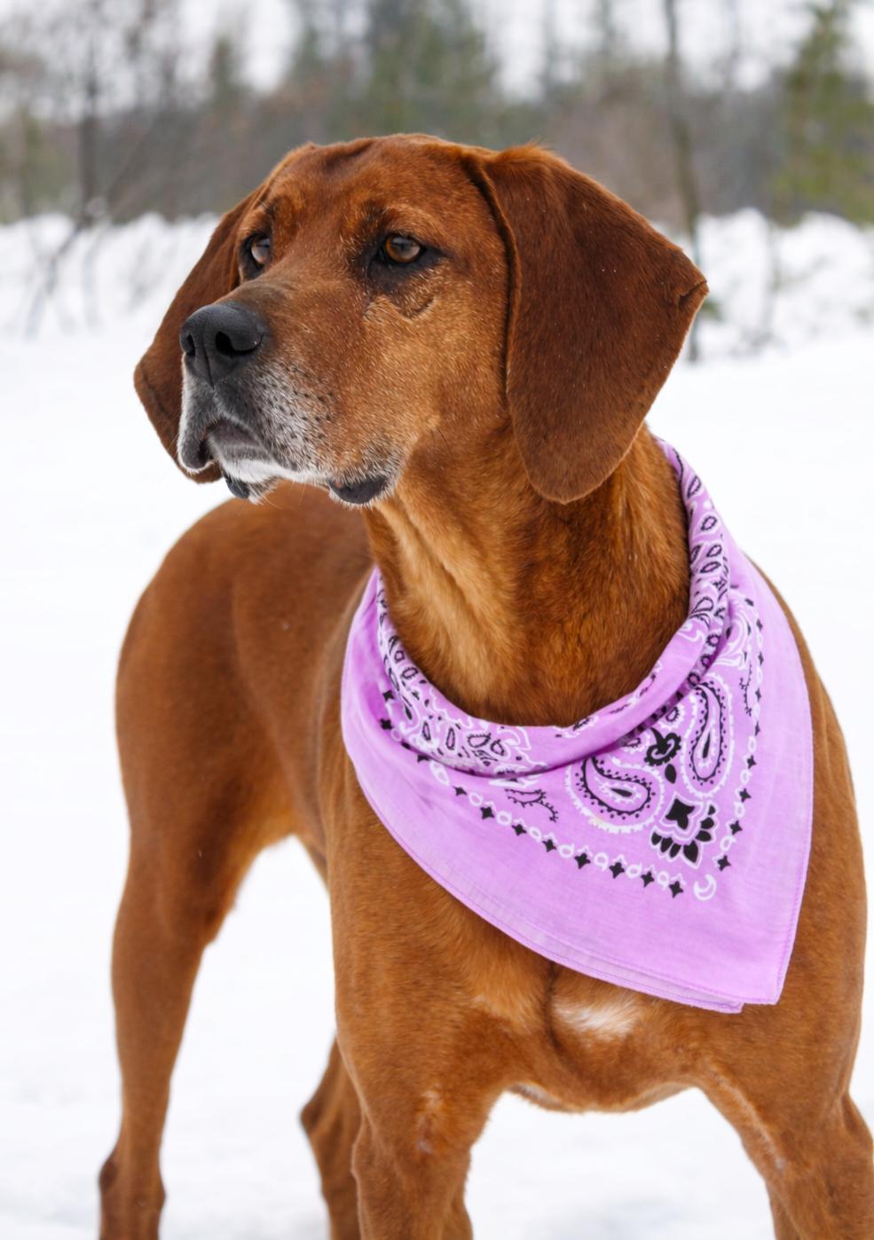 Enlarge Miss Ruby Red, a ADOPTABLE Redbone Coonhound in Cheboygan, MI image 5/6