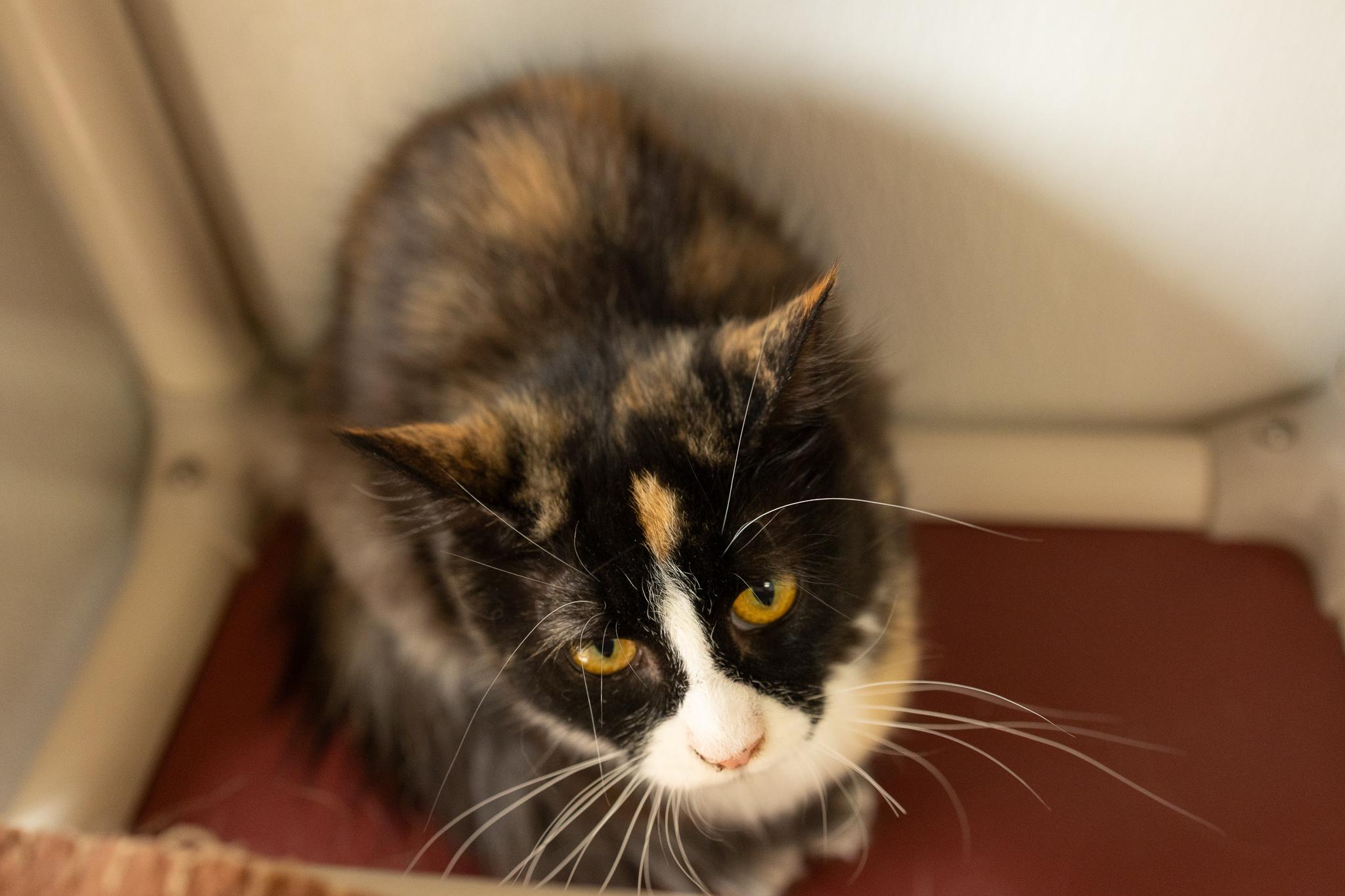 Enlarge Baby Girl, a ADOPTABLE mixed breed in Republic, WA image 5/5