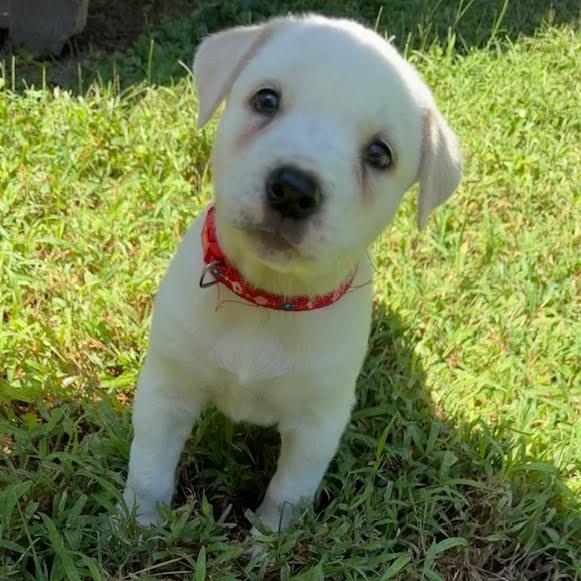 Enlarge Demi, a Adopted mixed breed in Midlothian, VA image 2/6