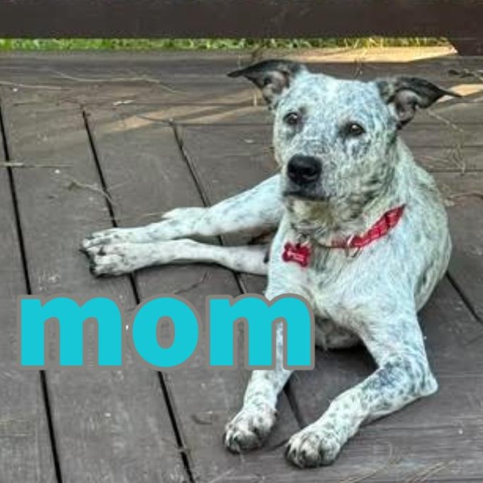 Enlarge Demi, a Adopted mixed breed in Midlothian, VA image 6/6