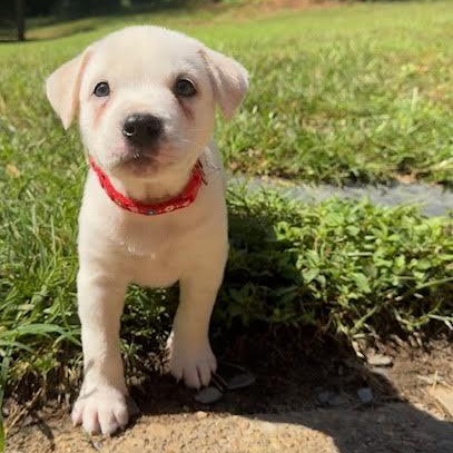 Demi, Adopted, Puppy Male Australian Cattle Dog / Blue Heeler.
