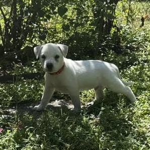 Enlarge Demi, a Adopted mixed breed in Midlothian, VA image 5/6