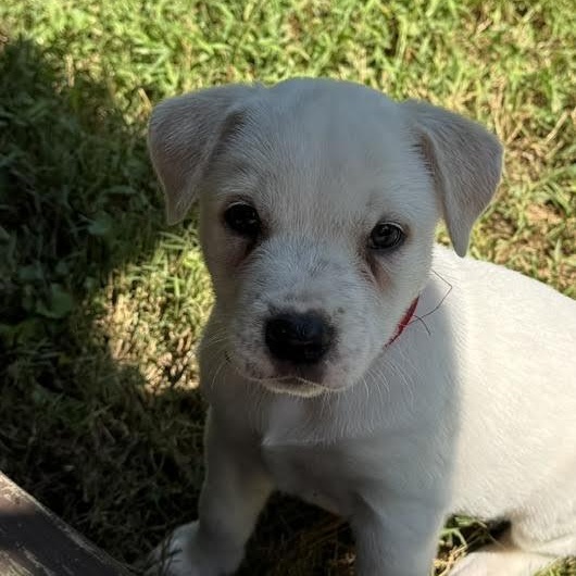 Enlarge Demi, a Adopted mixed breed in Midlothian, VA image 3/6