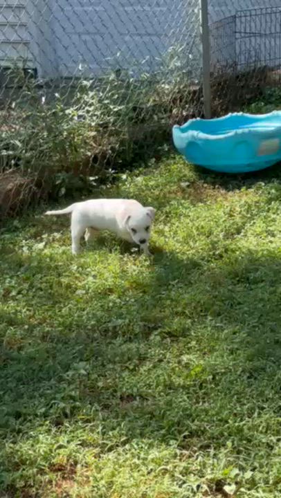 Enlarge Demi, a Adopted mixed breed in Midlothian, VA video 4/6