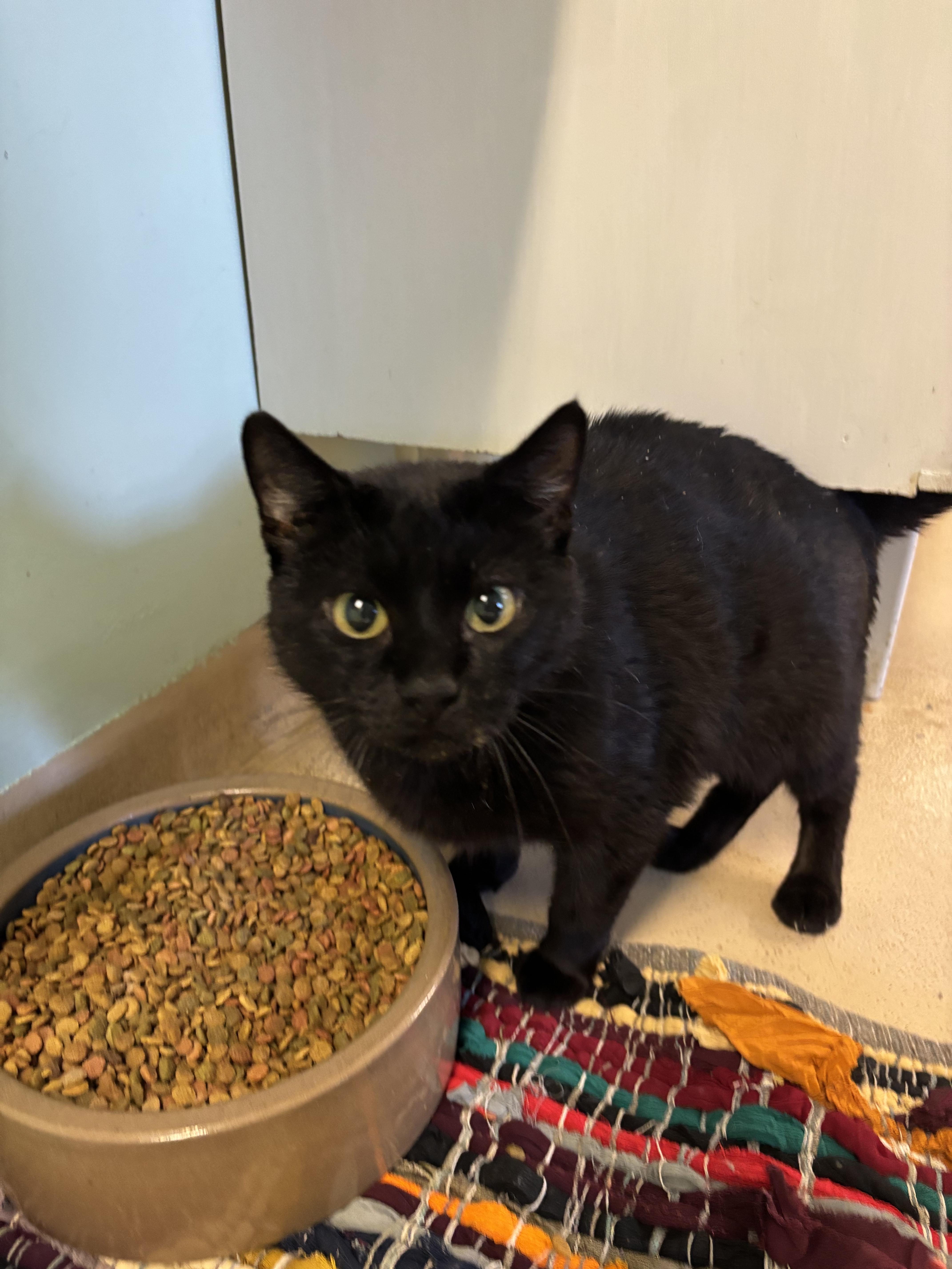 Saturn, ADOPTABLE, Adult Female Domestic Short Hair.