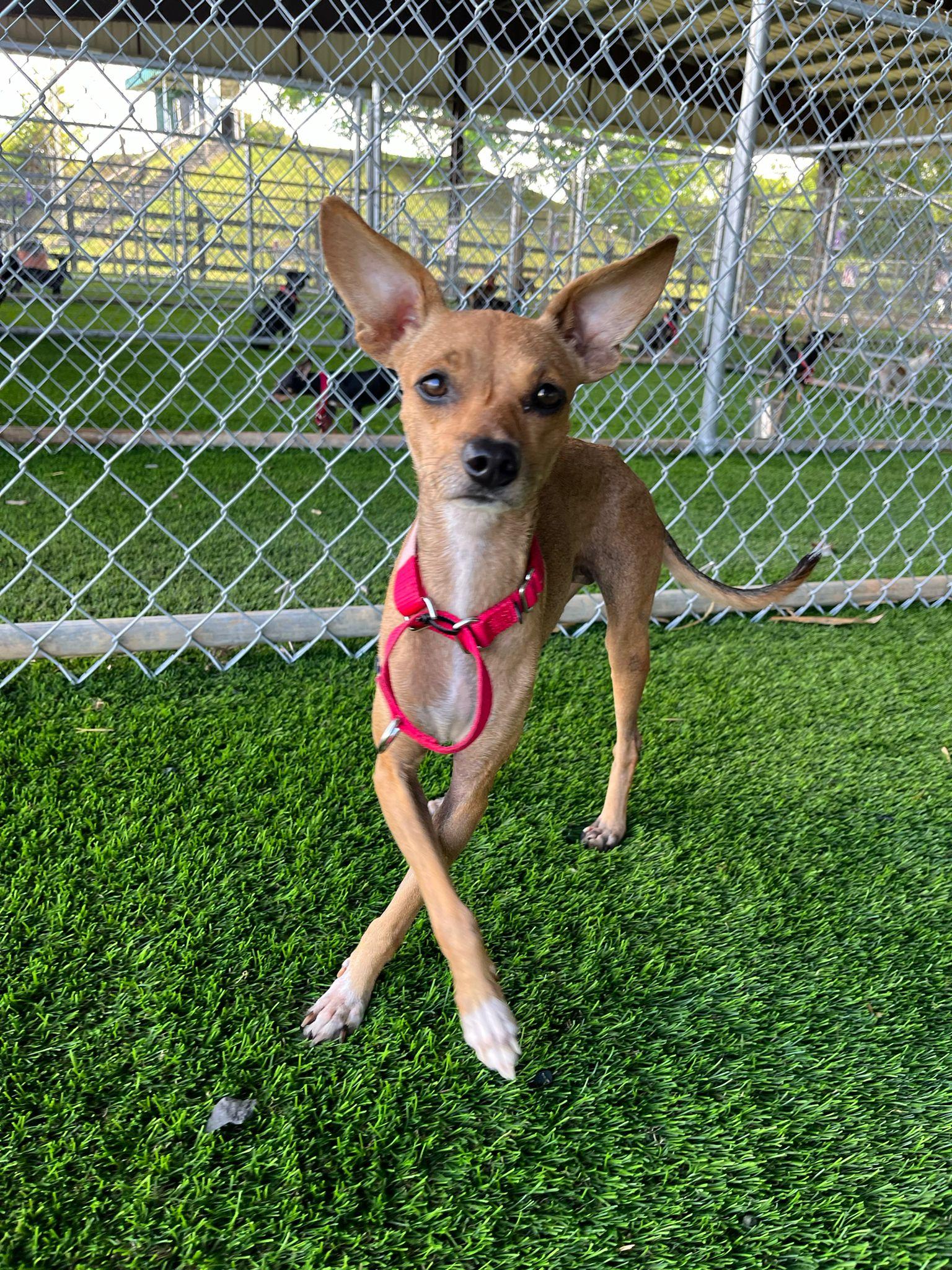 Enlarge Jade, a Adoptable mixed breed in Sherborn , MA image 1/4