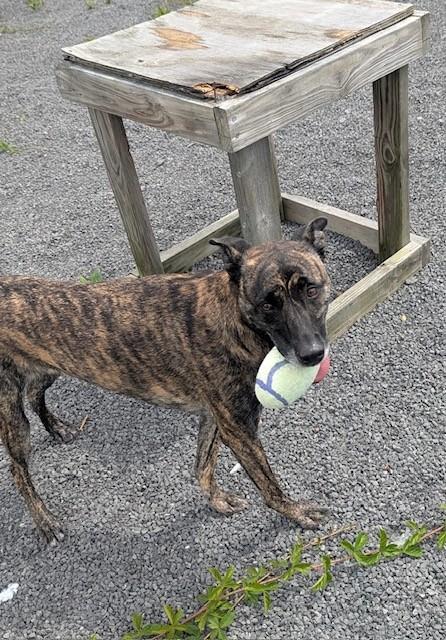 Enlarge Vegas, a ADOPTABLE mixed breed in Oakland, MD image 3/3