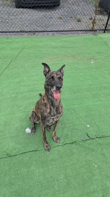 Vegas, ADOPTABLE, Adult Female Greyhound.