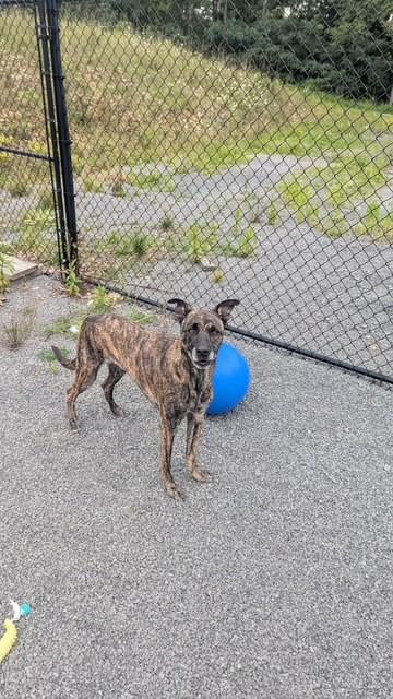 Enlarge Vegas, a ADOPTABLE mixed breed in Oakland, MD image 2/3