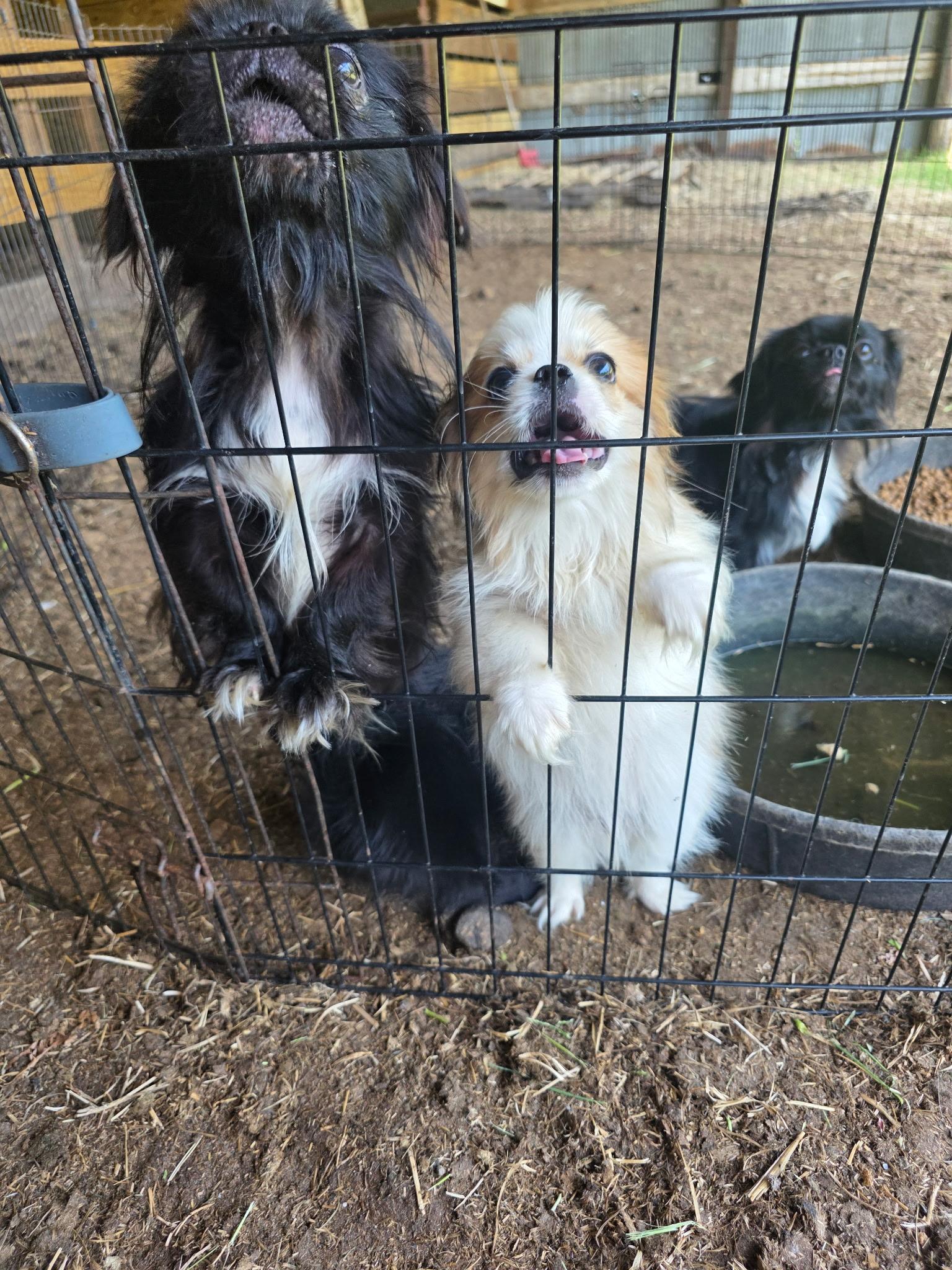 Enlarge Arlo, an adoptable Pekingese in Jacksonville , NC image 2/2