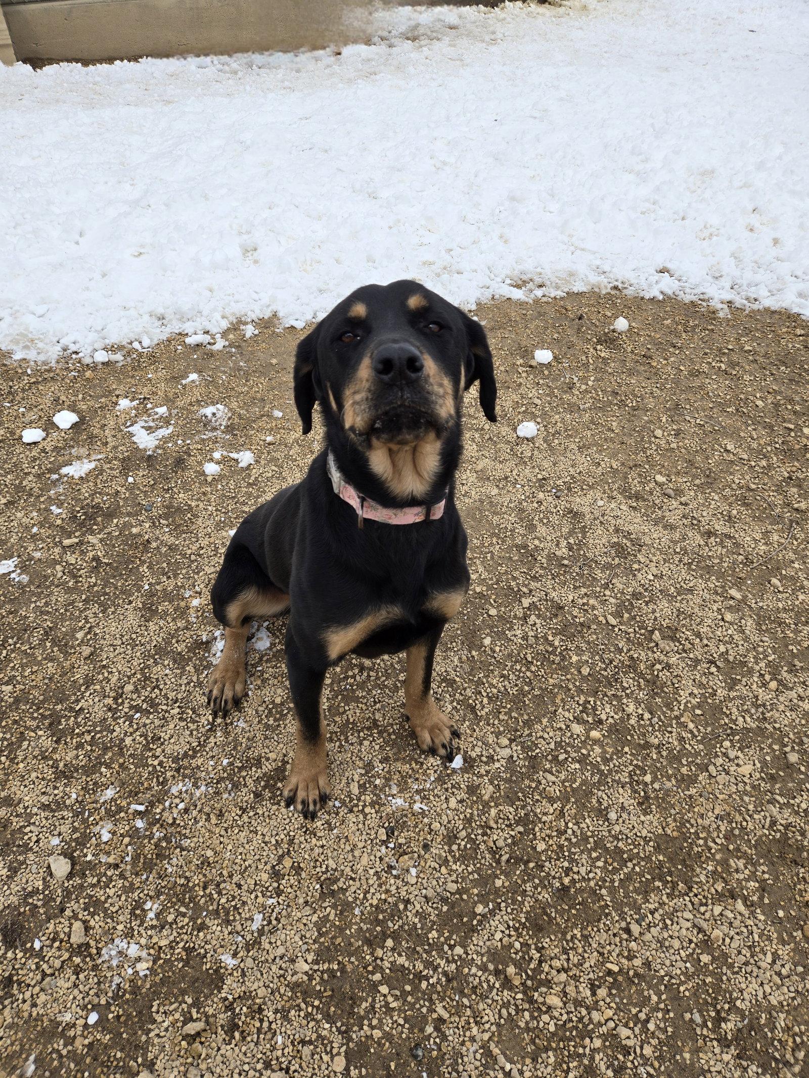 Enlarge Violet, a Adoptable Rottweiler in Maquoketa, IA image 1/1