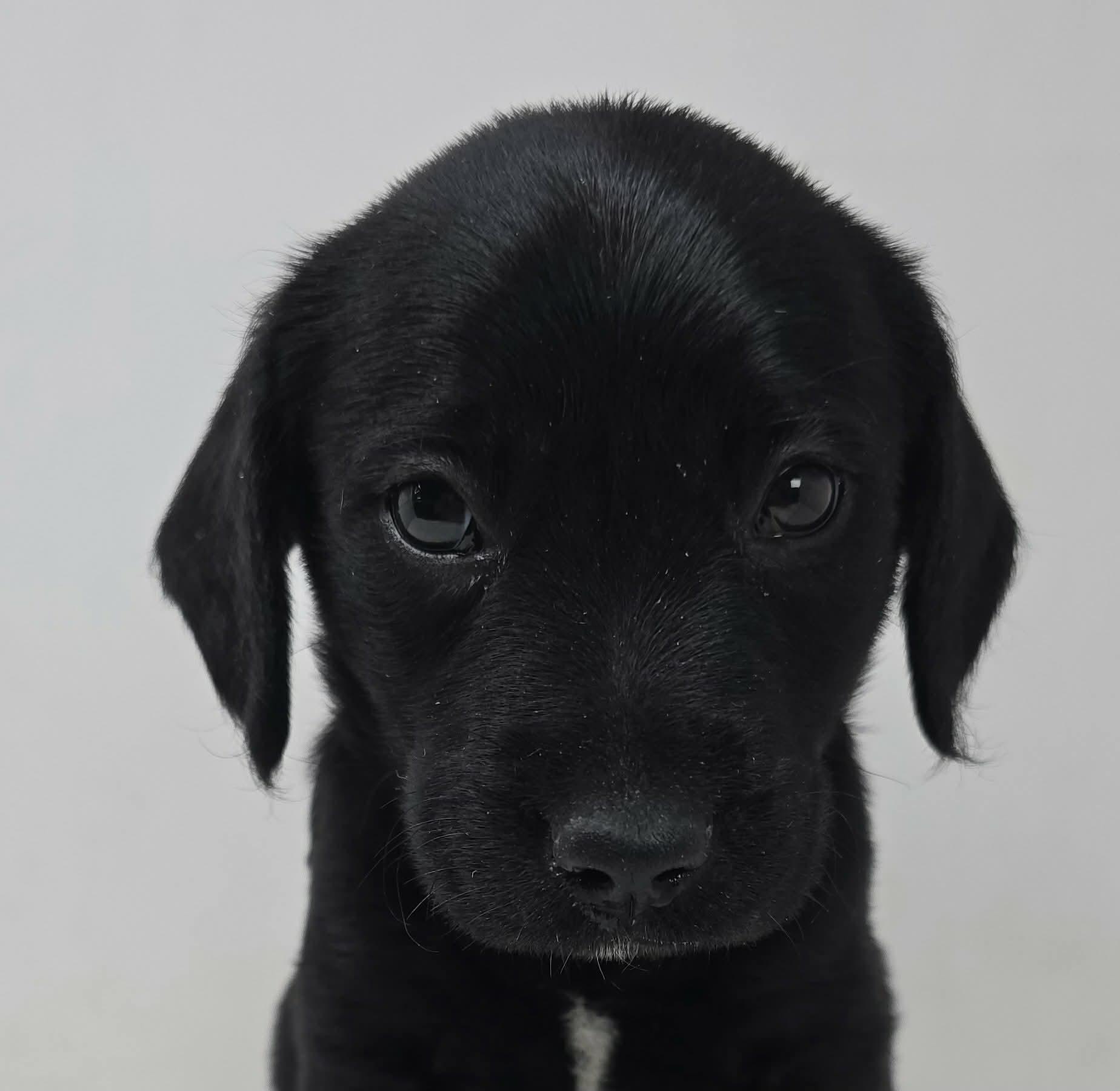 Wild Again, Adoptable, Puppy Male Labrador Retriever & Hound.