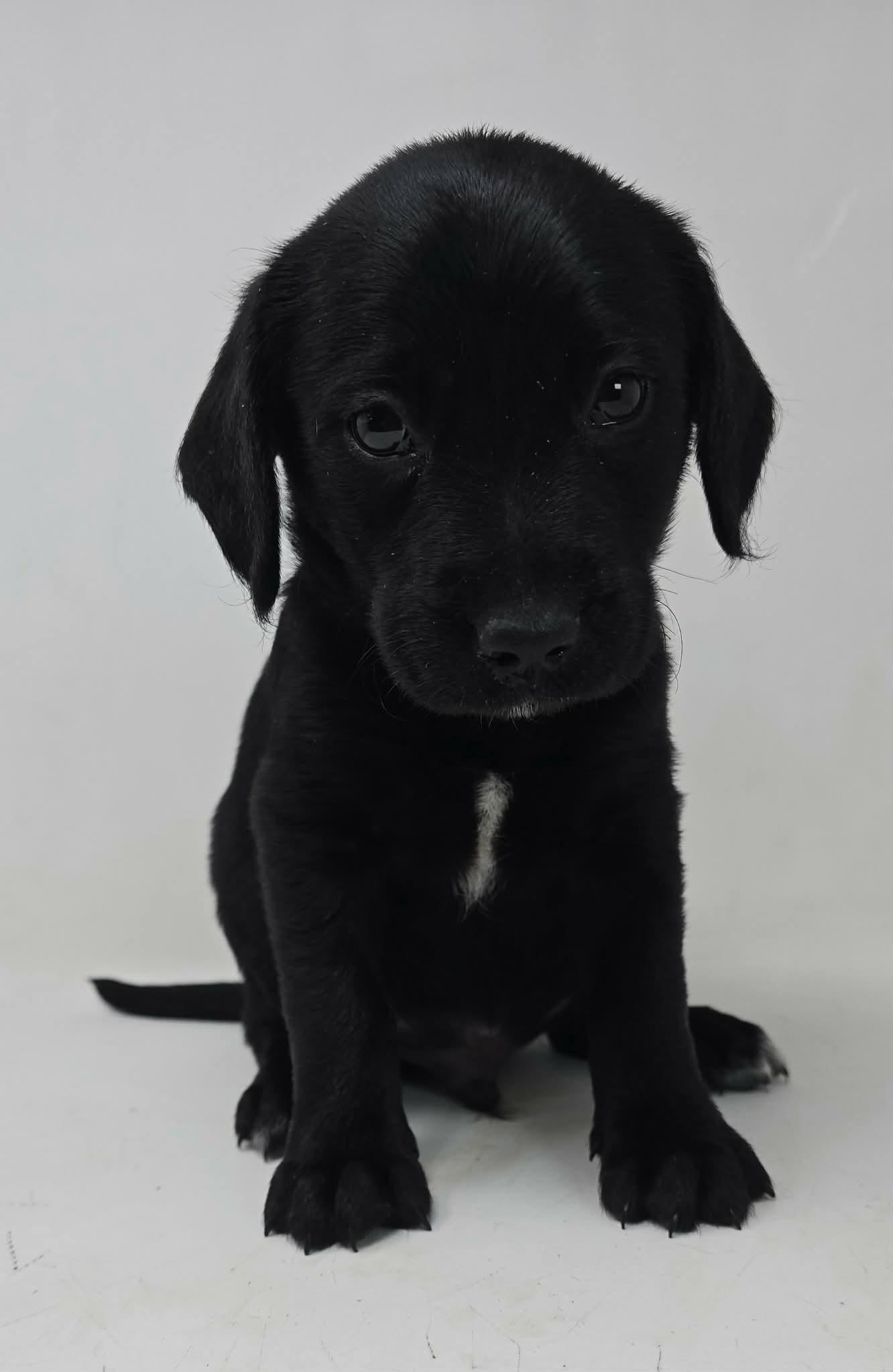 Enlarge Wild Again, a Adoptable mixed breed in Newport, TN image 2/2