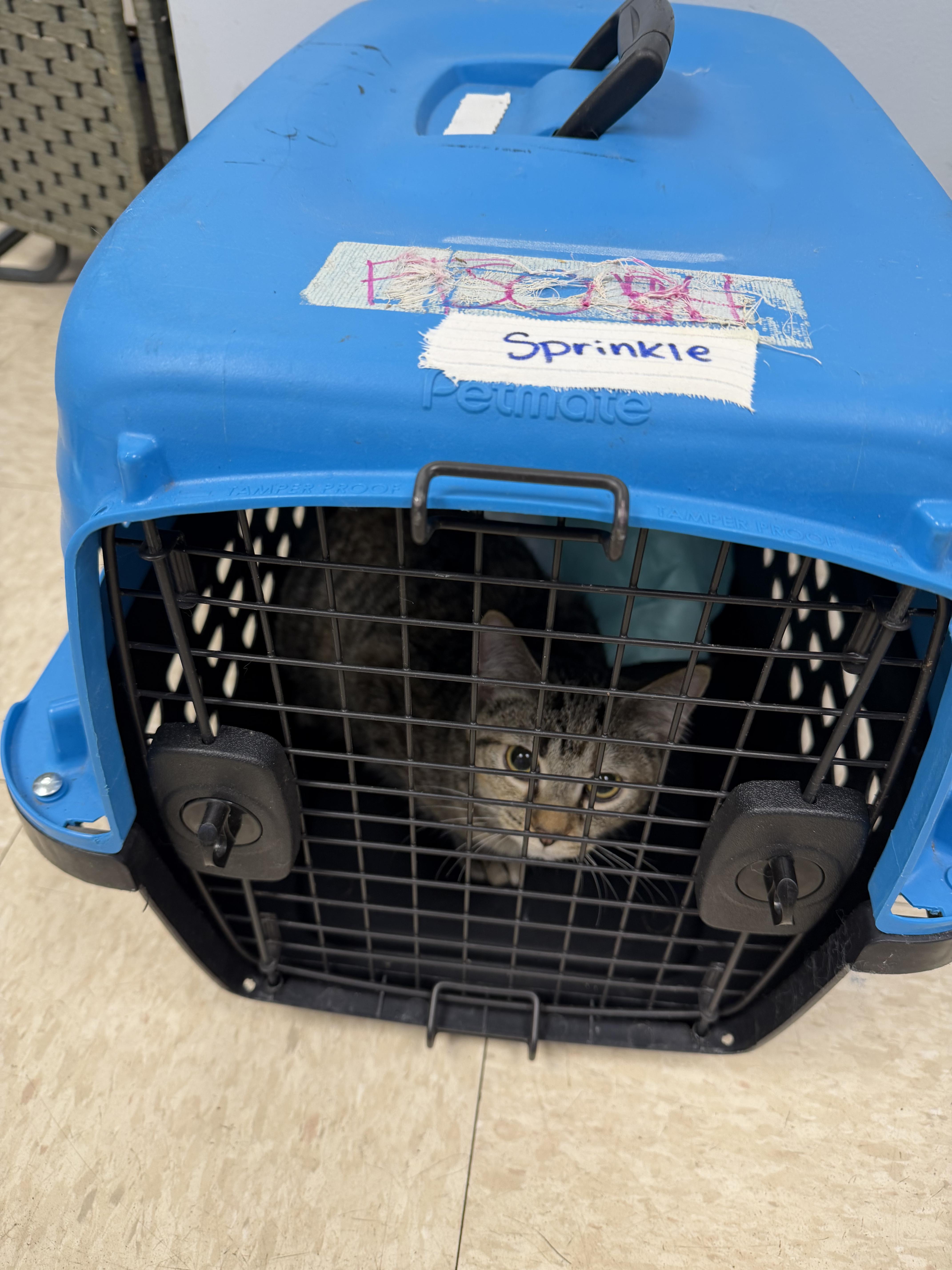 Enlarge Sprinkle, an adopted mixed breed in fennville, MI image 2/3