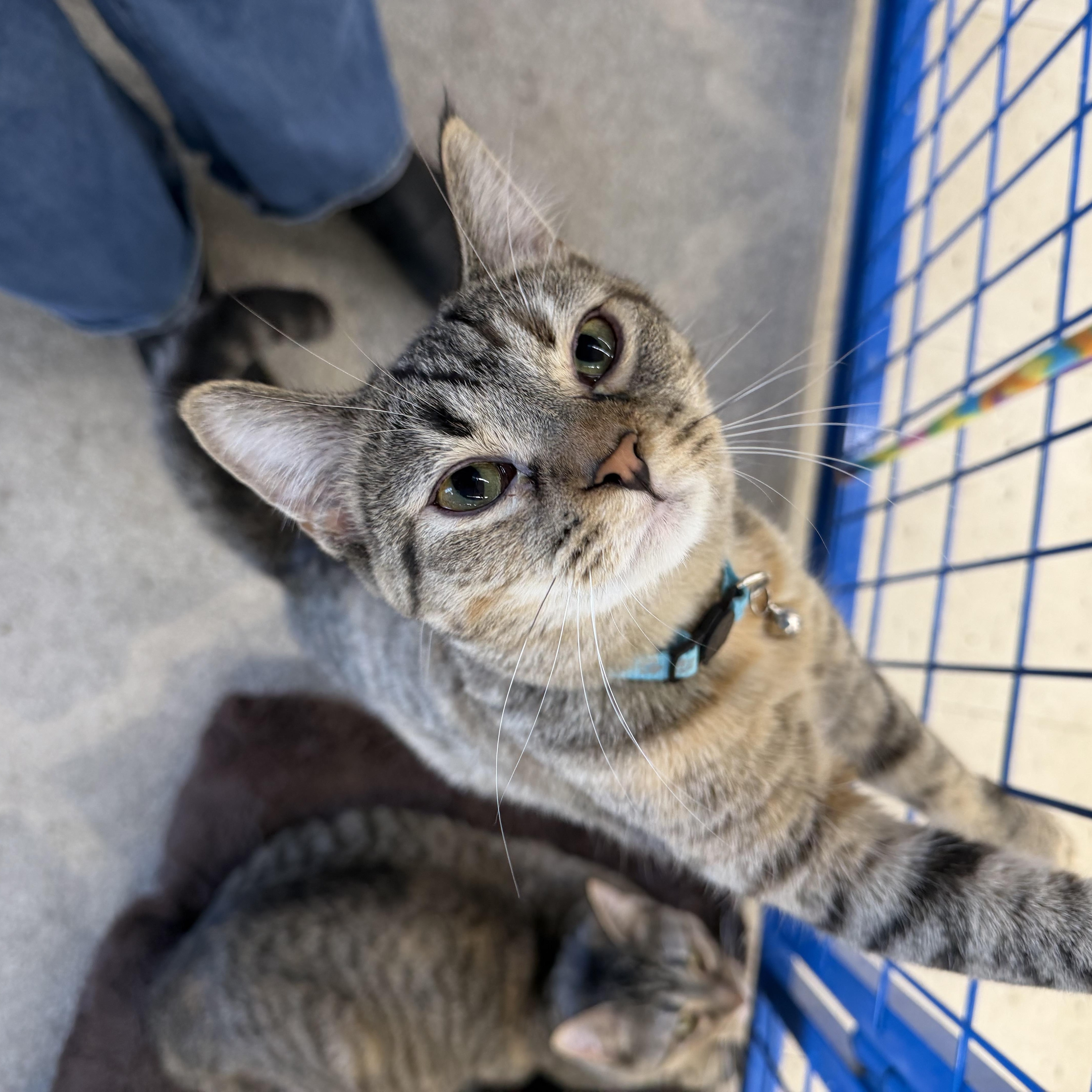 Sprinkle, adopted, Young Female Tabby & Calico.