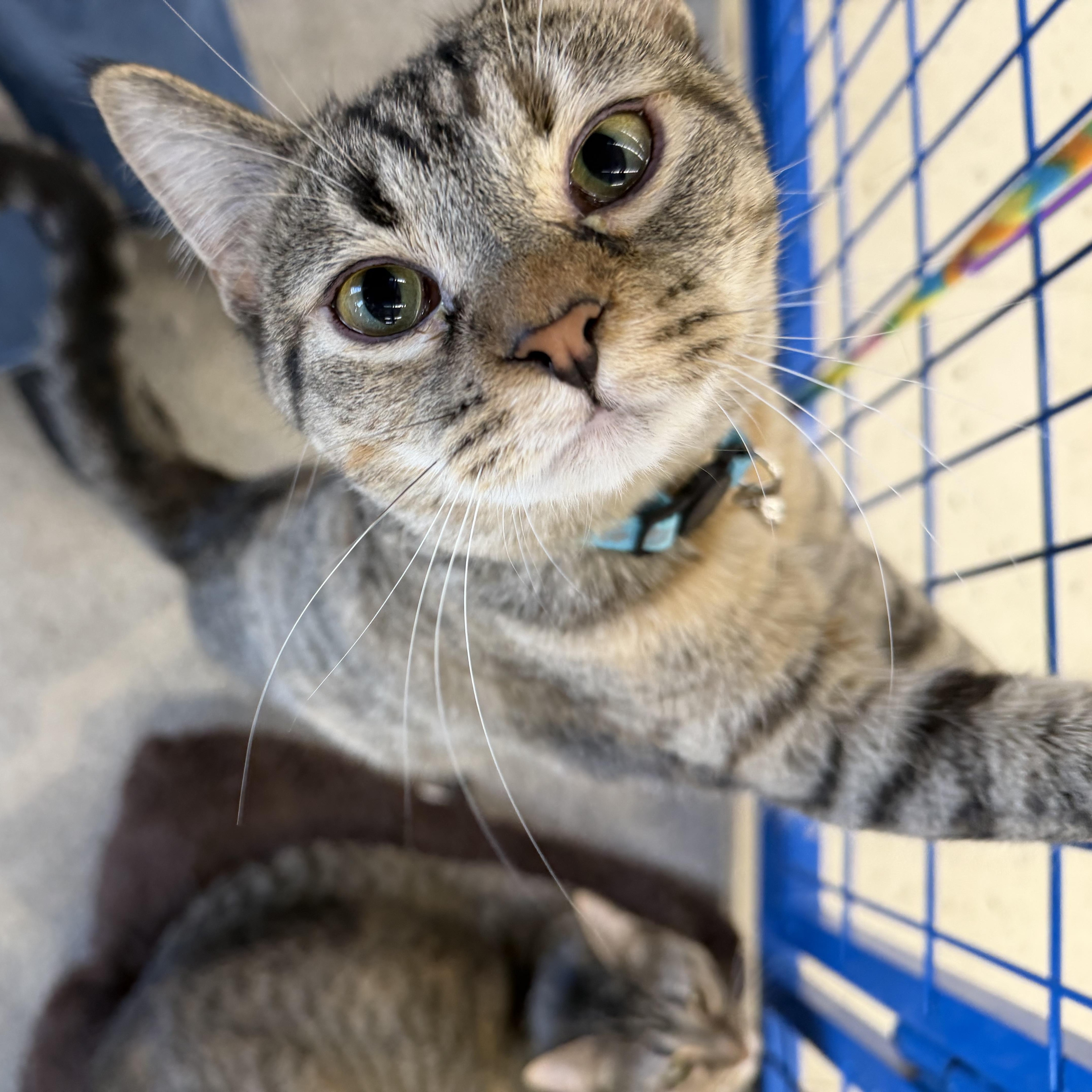 Enlarge Sprinkle, an adopted mixed breed in fennville, MI image 3/3