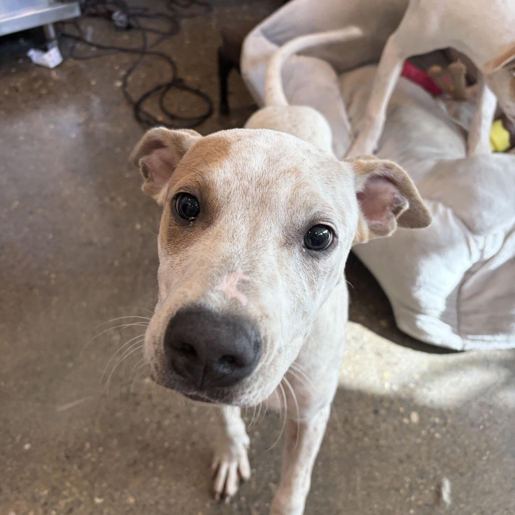 Peanut Butter, Adoptable, Young Male Cattle Dog & Terrier.