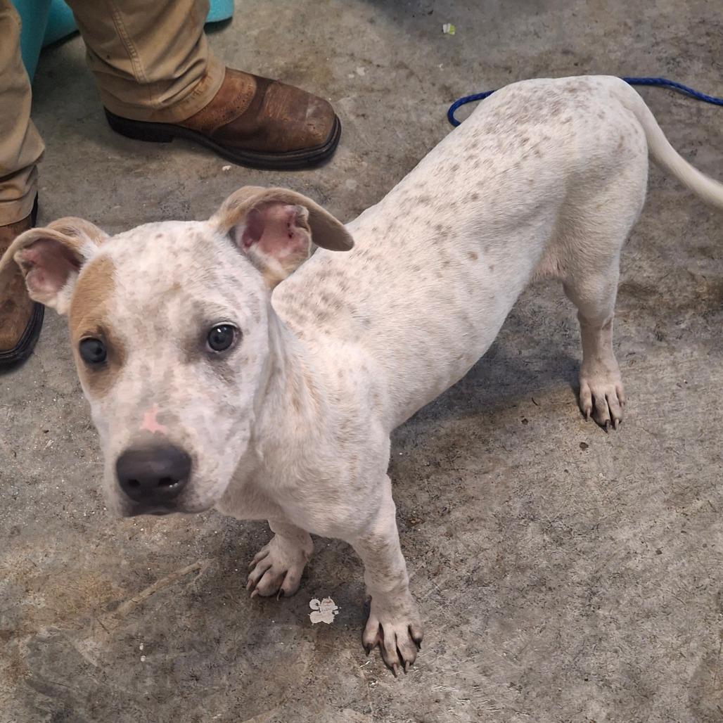 Enlarge Peanut Butter, a Adoptable mixed breed in Louisville, KY image 2/3