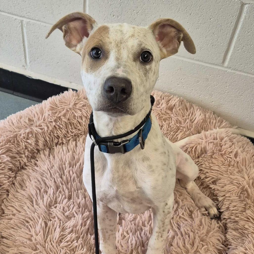 Enlarge Peanut Butter, a Adoptable mixed breed in Louisville, KY image 3/3