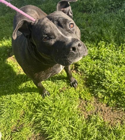 Oreo, Adoptable, Adult Female Terrier & Mixed Breed.